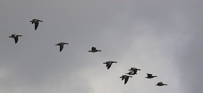 File:MigrationFlock.jpg