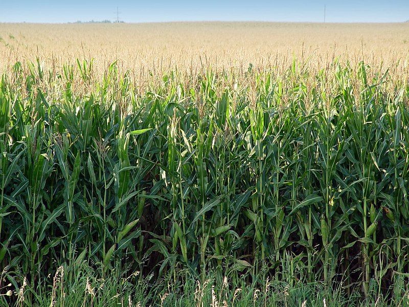 File:Minnesota-corn-20030826.jpg