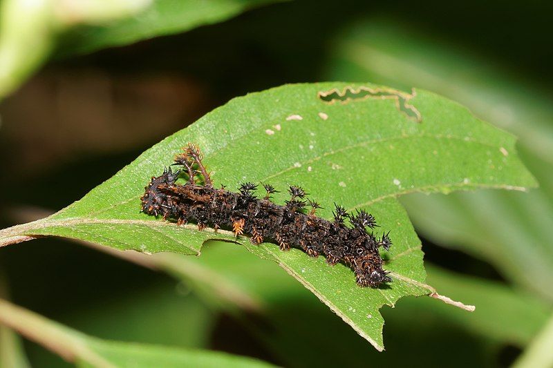 File:Moduza procris-Kadavoor-2016-07-26-001.jpg