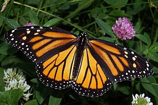 Monarch butterfly