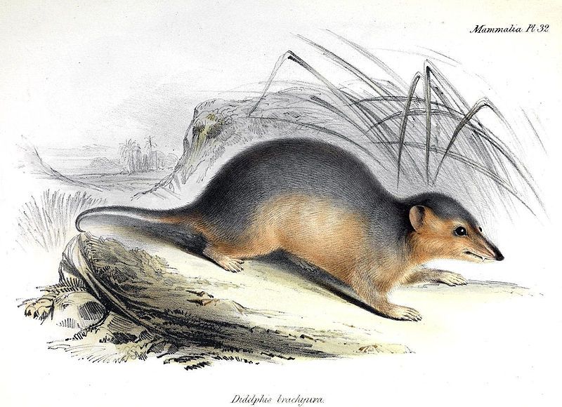 File:Monodelphis dimidiata.jpg