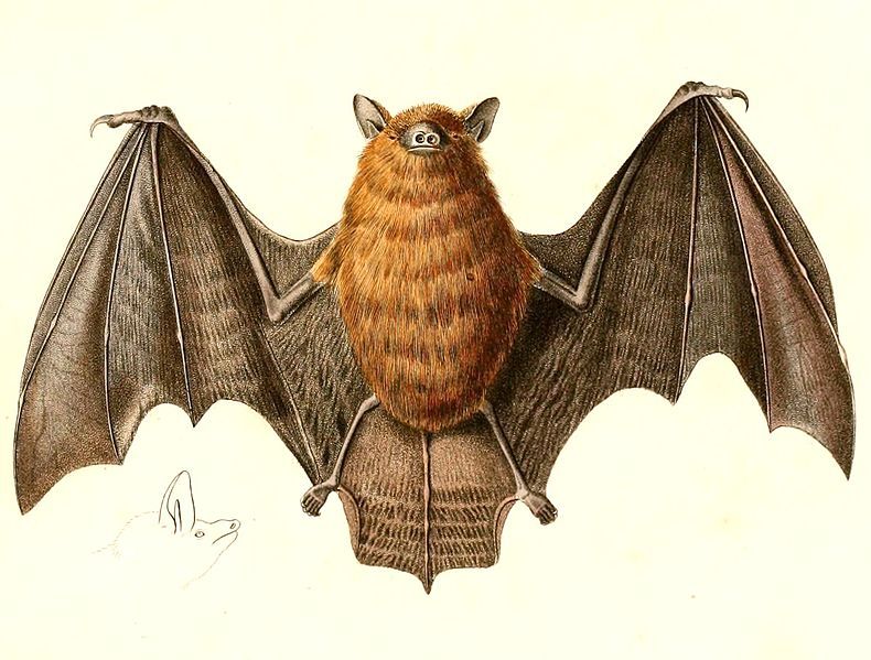 File:Myotis ruber 1847.jpg