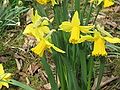 Narcissus 'February Gold'