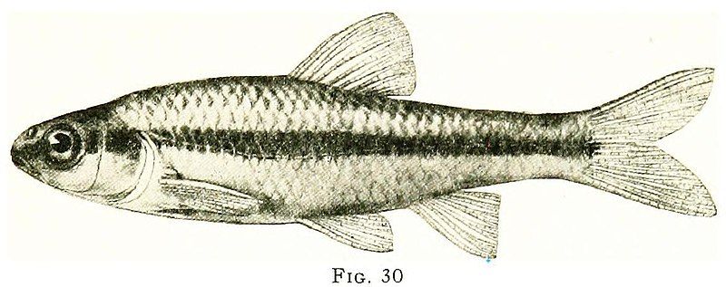 File:Notropis heterodon.jpg