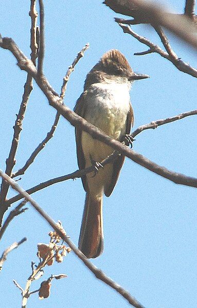 File:Nutting's Flycatcher.jpg