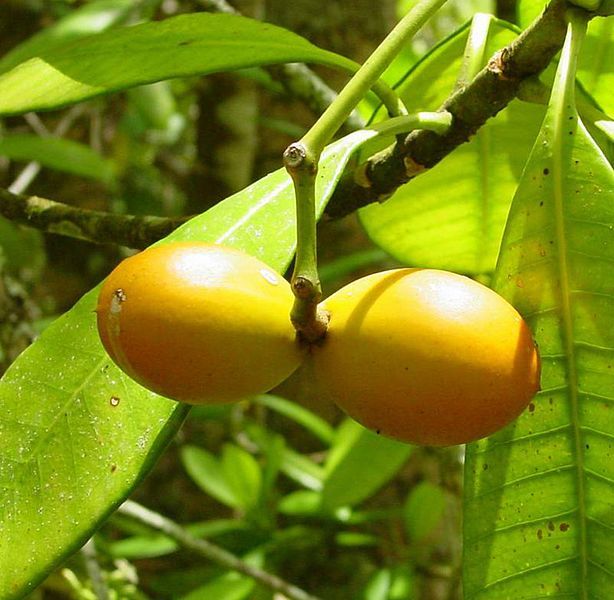 File:Ochrosia brownii fruits.jpg