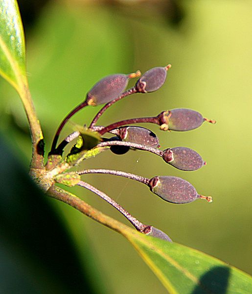 File:Osmanthus heterophyllus fruits.jpg