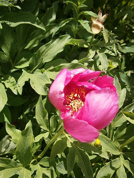 File:Paeonia arietina 03.jpg