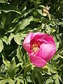 Paeonia arietina