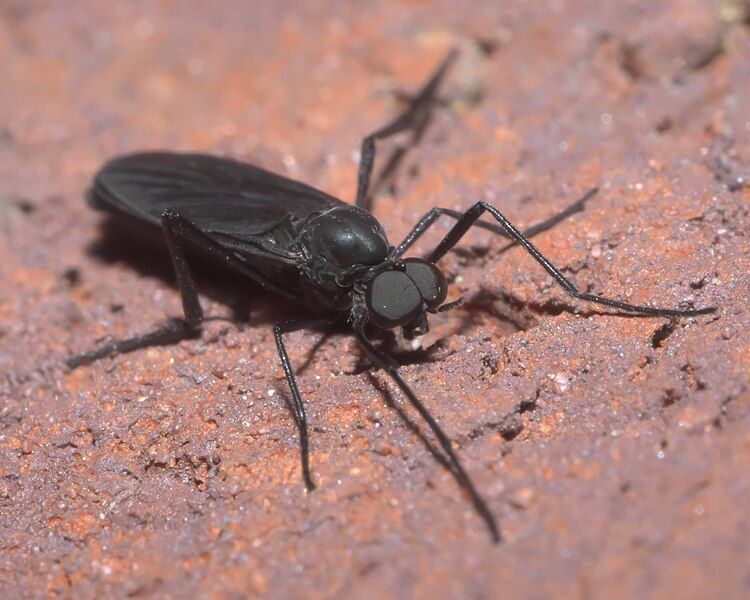 File:Penthetria heteroptera P1320155b.jpg