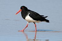 Pied Oystercatcher