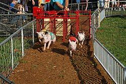 A pig race