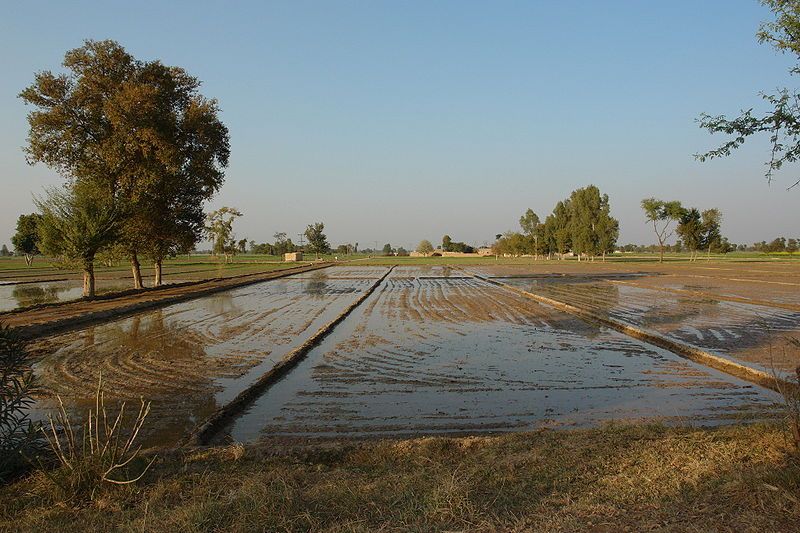 File:Plain of punjab.jpg