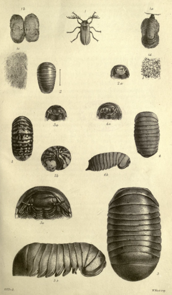 File:Plate VII 1859.png