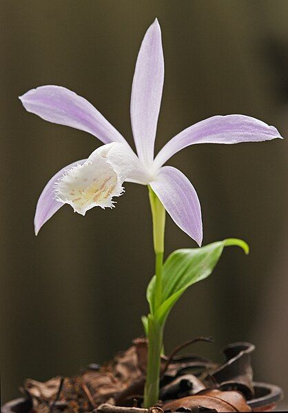 File:Pleione.jpg