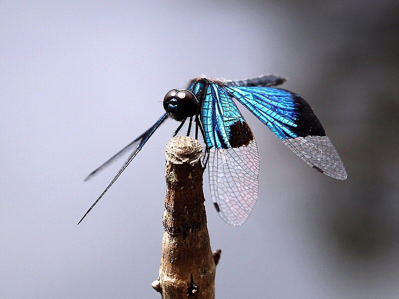 File:Rhyothemis resplendens 4814.jpg