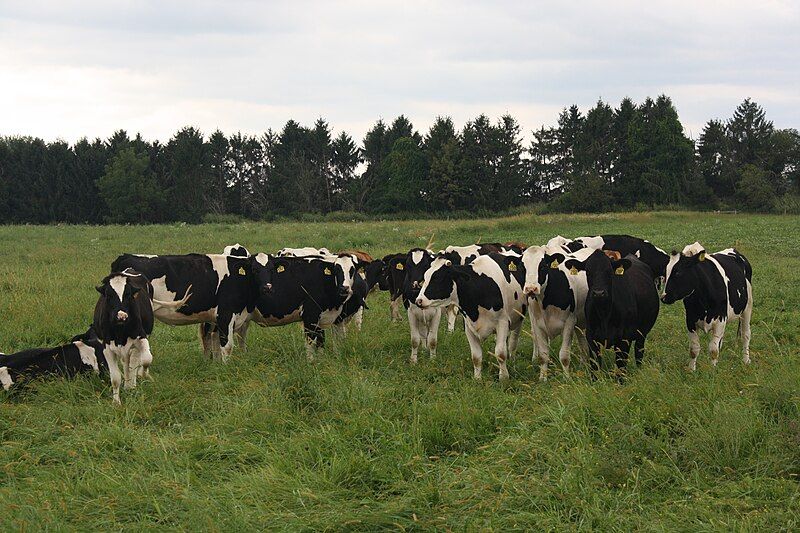 File:Rodale Institute Pasture.JPG