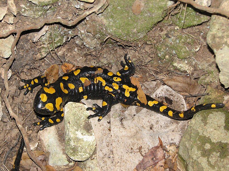 File:Salamander Israel.jpg