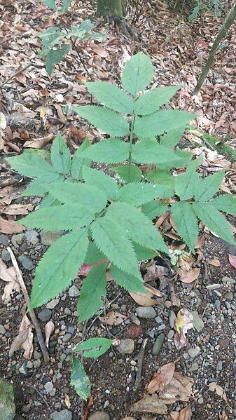 File:Sambucus lanceolata.jpg