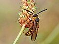 S. nobilitata tricincta photographed in Colorado