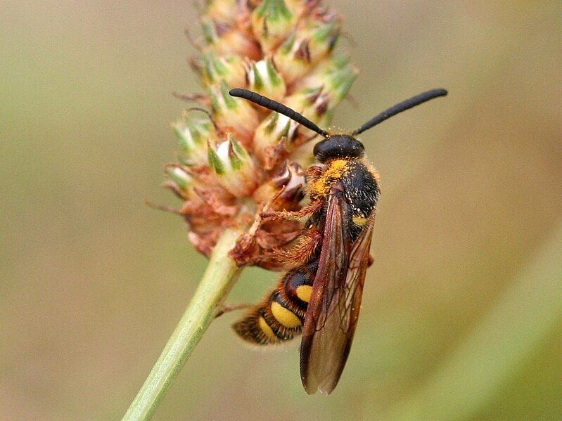 File:Scolia nobilitata tricincta.jpg