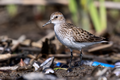 Playerito gracioso (Calidris pusilla)