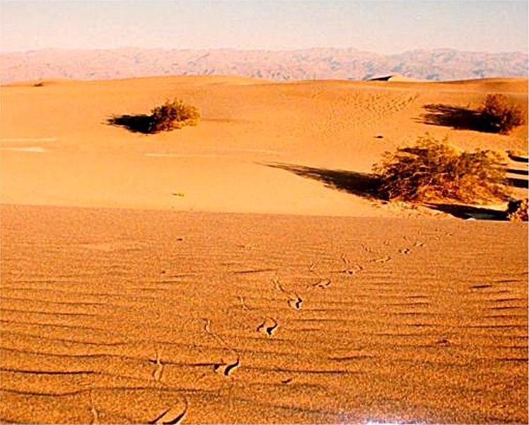 File:Sidewinder death valley.jpg