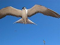 Sooty Tern