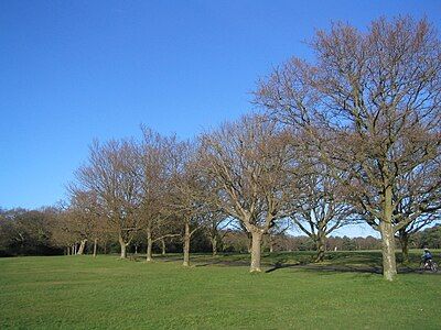 Trees on Southampton Common in winter