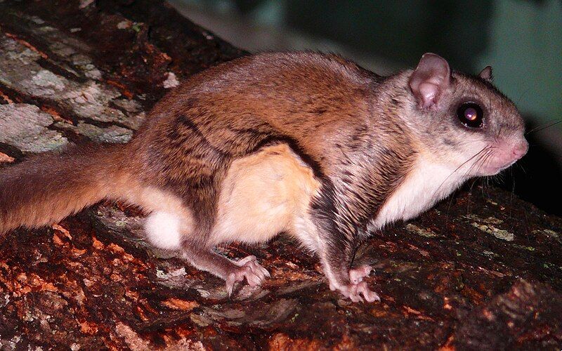 File:Southern Flying Squirrel-27527-1.jpg