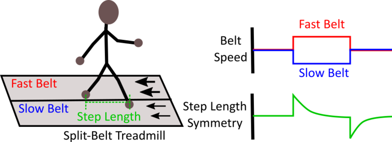 File:Split belt adaptation.png