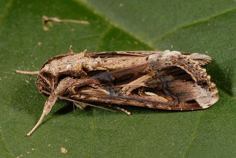 File:Spodoptera dolichos1.jpg