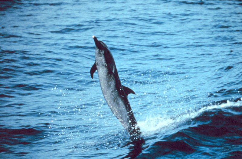 File:Spotted dolphin.jpg