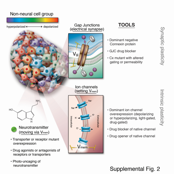 File:Supplemental Fig. 2.png