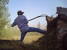 Youngish man wearing baseball cap pitchforking sticks into a trailer