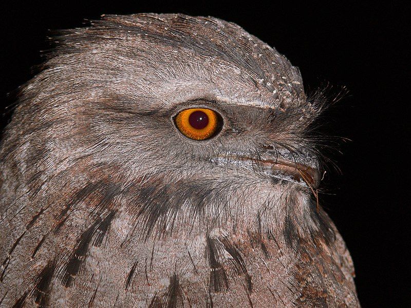 File:Tawny Frogmouth 3.jpg