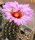 Thelocactus bicolor subsp. schwarzii