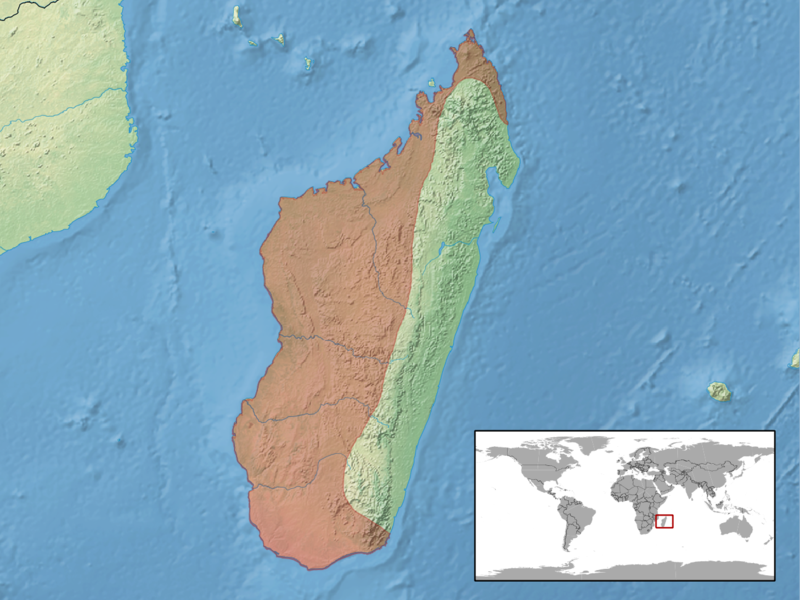 File:Trachylepis elegans distribution.png