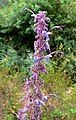 Trichostema lanatum