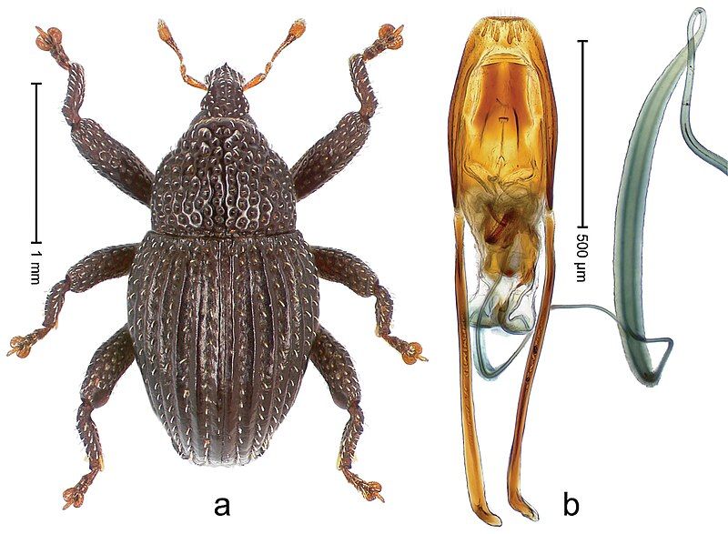 File:Trigonopterus palawanensis 35727.jpg