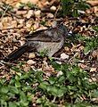 Brown babblers forage on the ground.