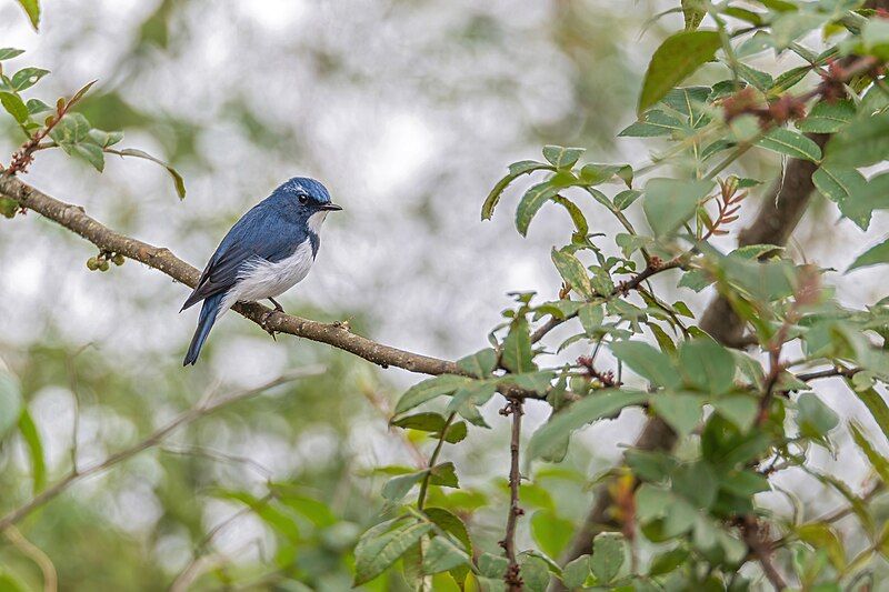 File:Ultramarine-Flycatcher.jpg