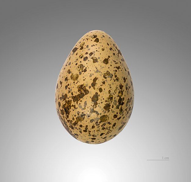 File:Vanellus gregarius MHNT.jpg