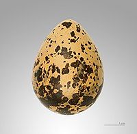 Egg – MHNT