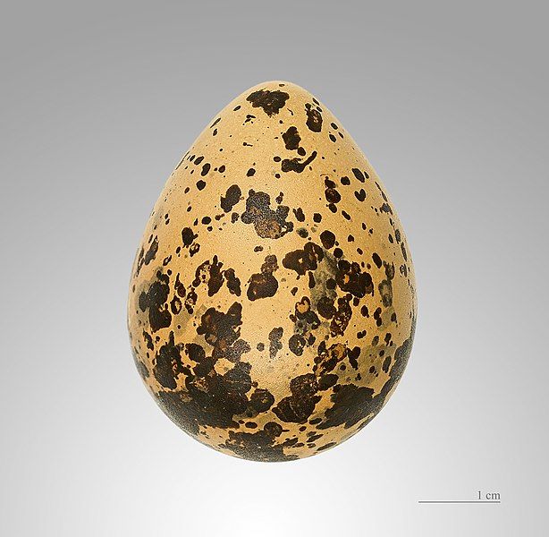 File:Vanellus vanellus MHNT.jpg