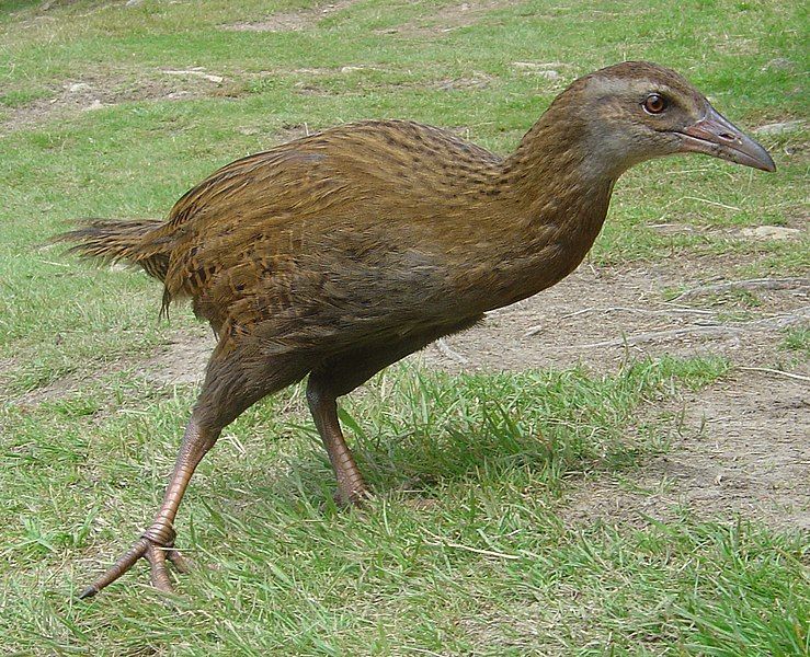 File:Weka (bird).jpg