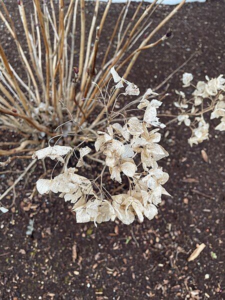 File:Wilted hydrangea.jpg