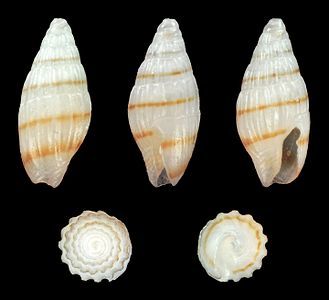 Zafra pumila forma minuscula, pale variety