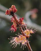 Spring flowers and leaf buds