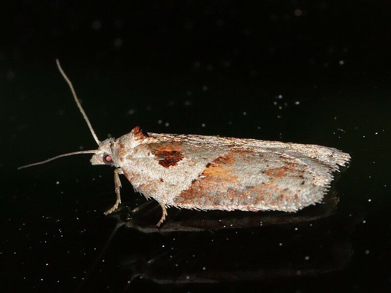 File:Acleris maculidorsana.jpg